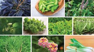 Các loại lá thơm gội đầu giúp chăm sóc