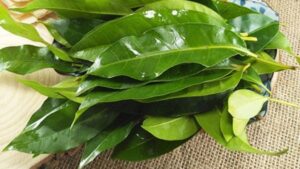 Gội đầu bằng lá vối
