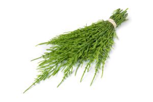 Chiết xuất Cỏ Đuôi Ngựa (Horsetail Extract) – Thành phần & Công dụng cho tóc
