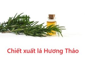 Chiết xuất lá Hương Thảo